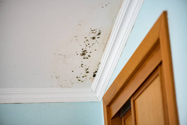 Best Certified Mold Removal  in West Lawn, PA