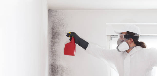 Best Professional Mold Removal  in West Lawn, PA