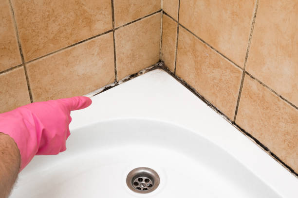 Best Residential Mold Removal  in West Lawn, PA